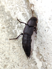 Staphylinini