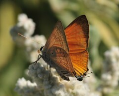 Deudorix livia barnetti