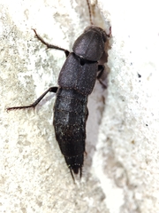 Staphylinini