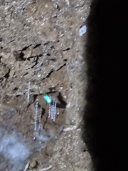 Arachnocampa