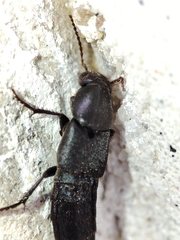 Staphylinini