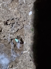 Arachnocampa