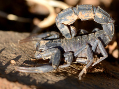 Androctonus mauritanicus