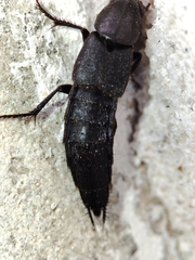 Staphylinini