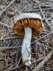 Cortinarius infractus