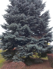 Picea pungens