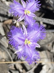 Thysanotus baueri