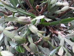 Schlumbergera truncata