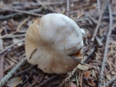 Cortinarius infractus