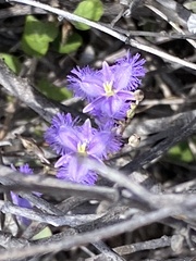Thysanotus baueri