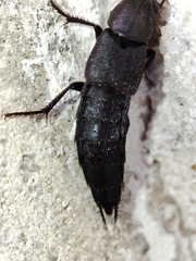Staphylinini