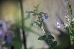 Nepeta racemosa