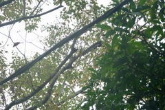 Pericrocotus solaris