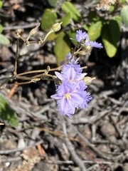 Thysanotus baueri