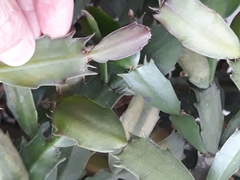 Schlumbergera truncata