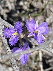 Thysanotus baueri