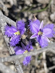 Thysanotus baueri
