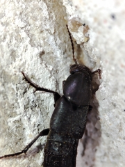 Staphylinini