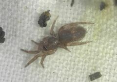 Gnaphosidae