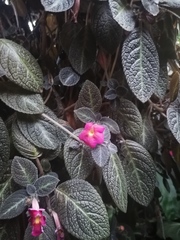 Episcia cupreata