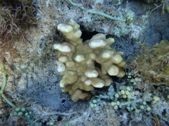 Millepora exaesa