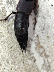Staphylinini