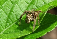 Oxyopes