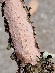 Corticium roseum