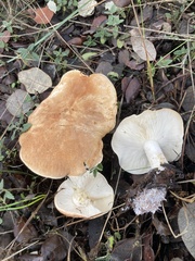 Leucopaxillus gentianeus