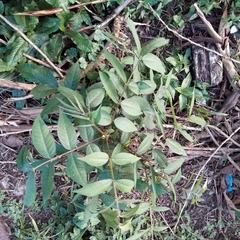 Senna occidentalis