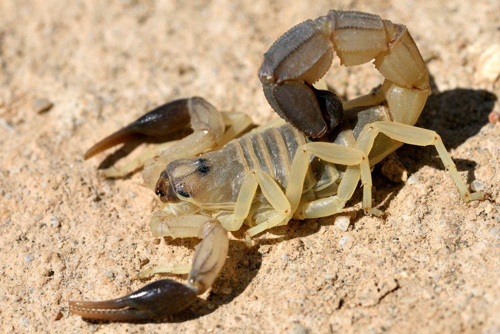 Androctonus australis · iNaturalist