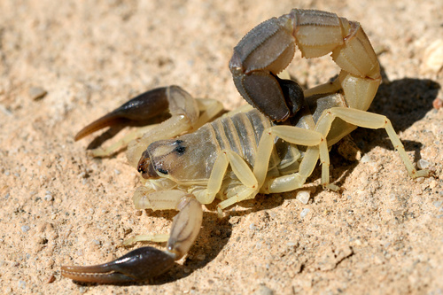 Androctonus australis · iNaturalist