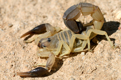 Androctonus australis