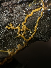 Badhamia utricularis