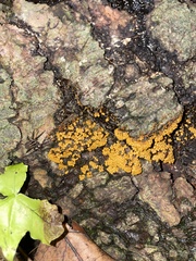 Badhamia utricularis