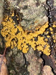 Badhamia utricularis