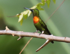 Heliodoxa aurescens