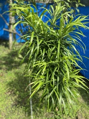 Dracaena angustifolia