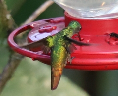 Chrysuronia oenone