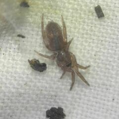 Gnaphosidae