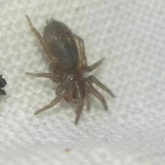 Gnaphosidae