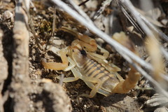 Buthus occitanus