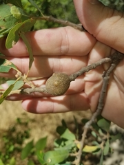 Andricus chrysolepidicola
