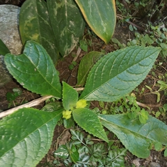 Chrysothemis friedrichsthaliana