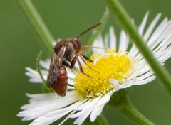 Nomada erigeronis