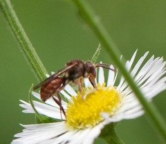 Nomada erigeronis