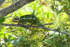 Furcifer pardalis