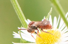 Nomada erigeronis