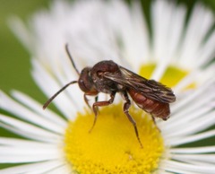 Nomada erigeronis