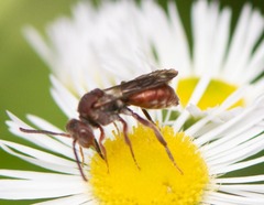 Nomada erigeronis